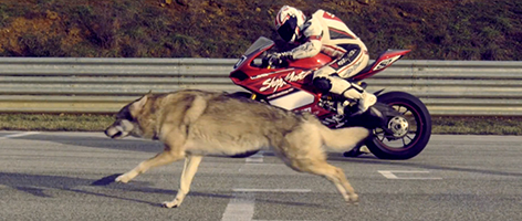 Moto and Wolf – Ducati Panigale